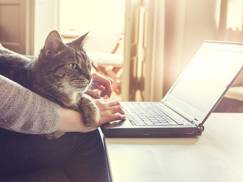 Cat-and-laptop